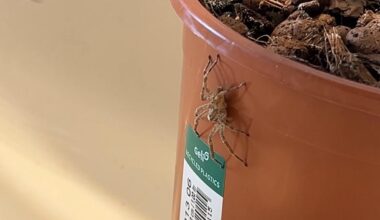 Welche Spinne ist das?