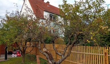 Ist mein Apfelbaum noch zu retten?