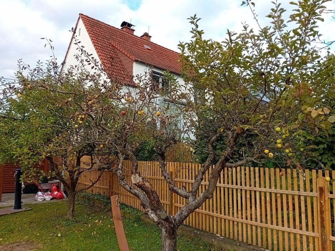 Ist mein Apfelbaum noch zu retten?