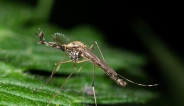 Iceland reports the presence of mosquitoes for the first time, as climate warms