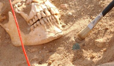 DNA reveals hidden killer of Napoleon’s troops in Russia – DW – 10/24/2025