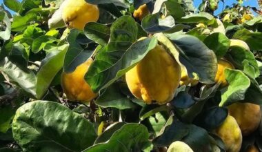 Quitten soweit das Auge reicht... Unser Baum hängt dieses Jahr wieder so voll mit Birnenquitten 💛💚