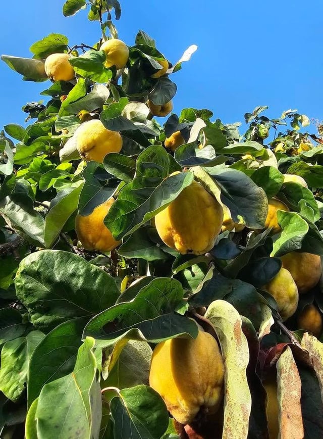 Quitten soweit das Auge reicht... Unser Baum hängt dieses Jahr wieder so voll mit Birnenquitten 💛💚