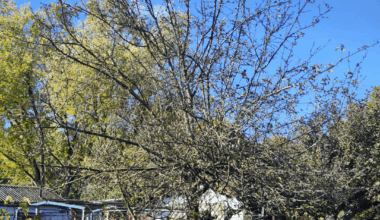 Apfelbaumschnitt im Winter