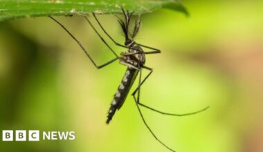 Mosquitoes found in Iceland for first time after record heat