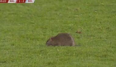 Ladies and gentlemen I present to you the true man of the match - Llygoden fawr