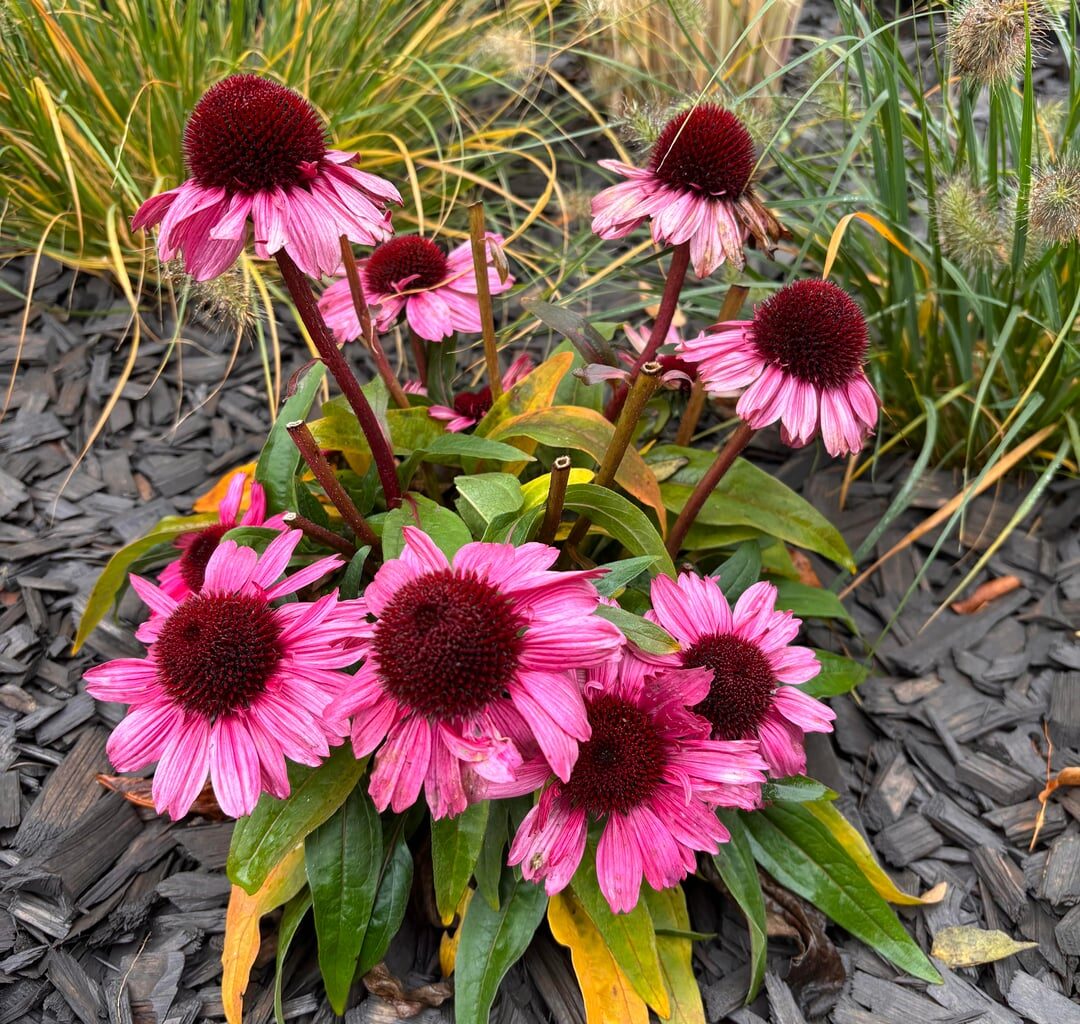 Sonnenhut - Handling Frage