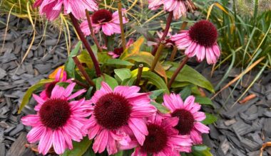 Sonnenhut - Handling Frage