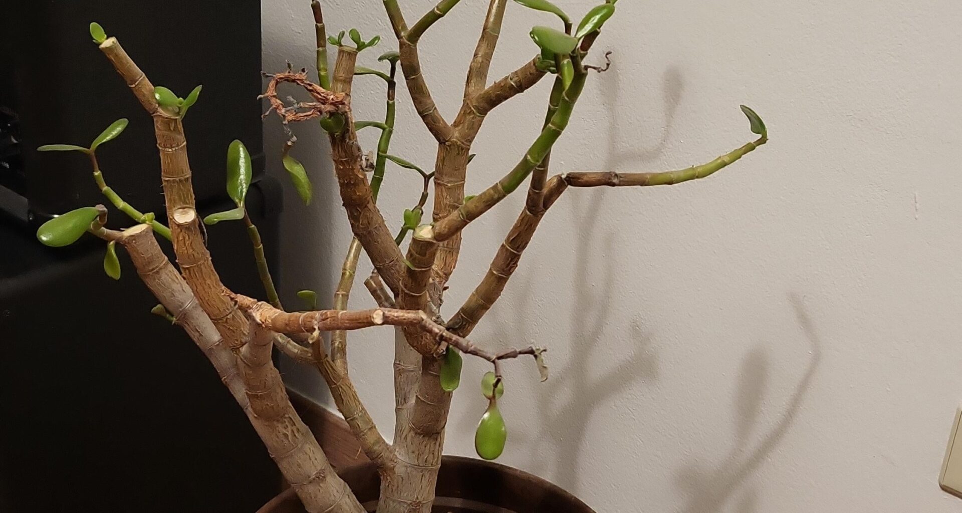 Affenbrotbre kackt ab :(