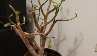 Affenbrotbre kackt ab :(