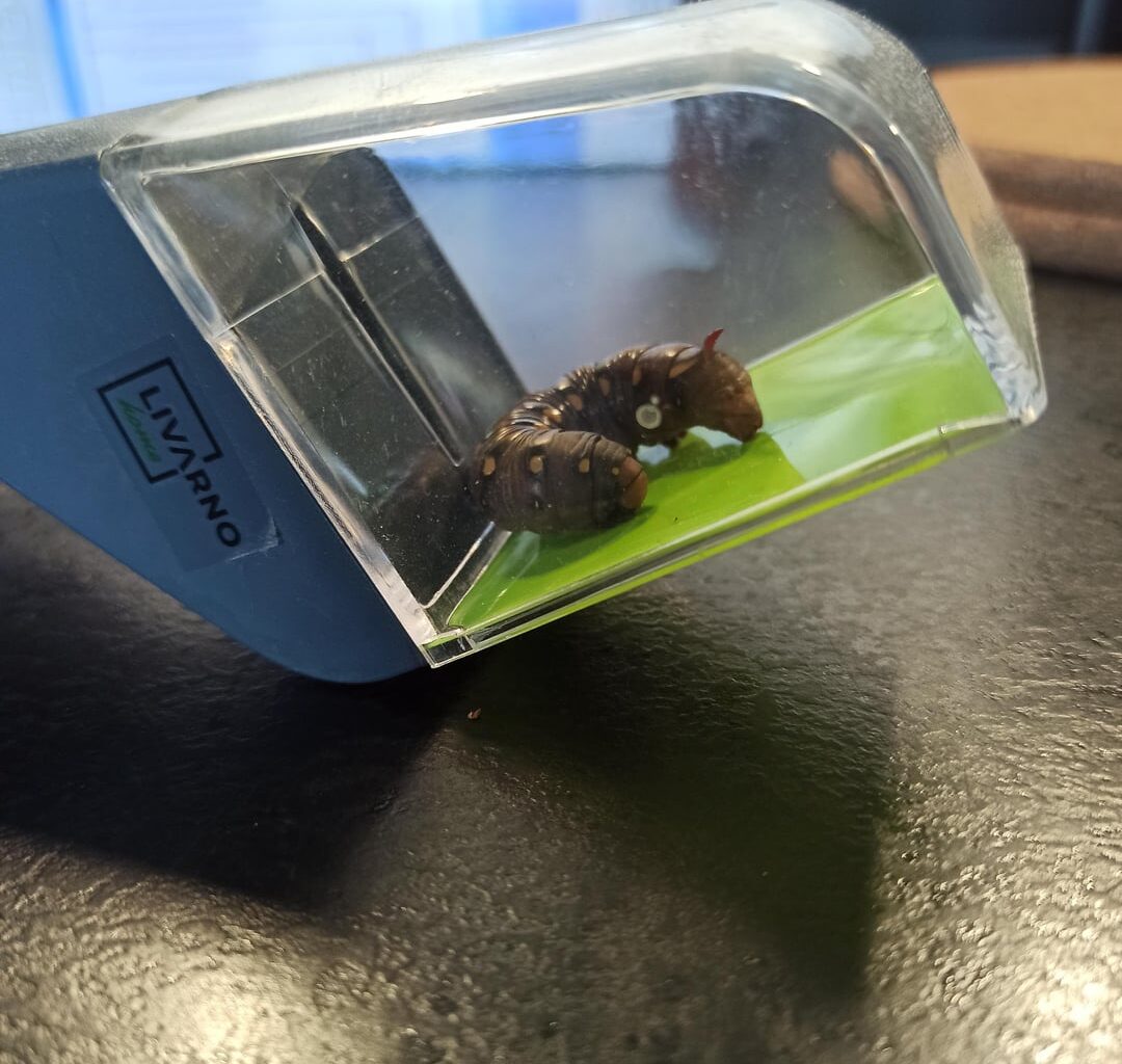 Was ist das für eine Raupe?