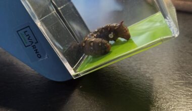 Was ist das für eine Raupe?