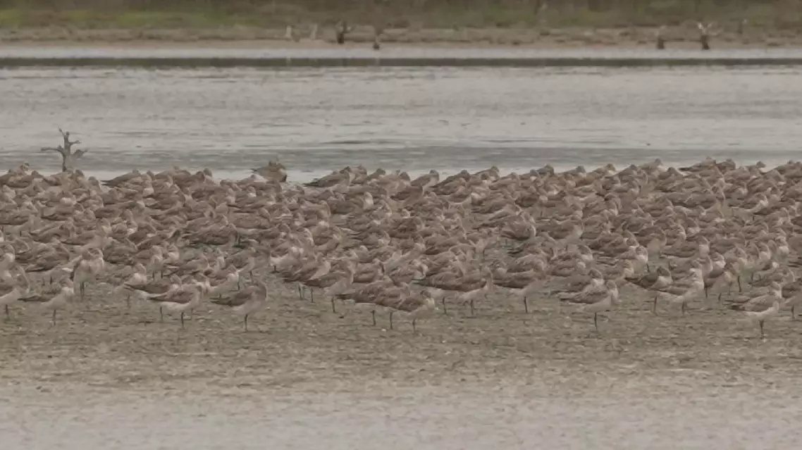 China, New Zealand collaborate to protect migrating seabirds