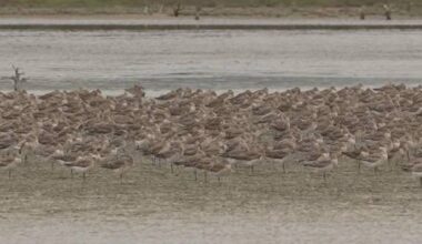 China, New Zealand collaborate to protect migrating seabirds