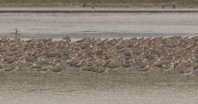 China, New Zealand collaborate to protect migrating seabirds