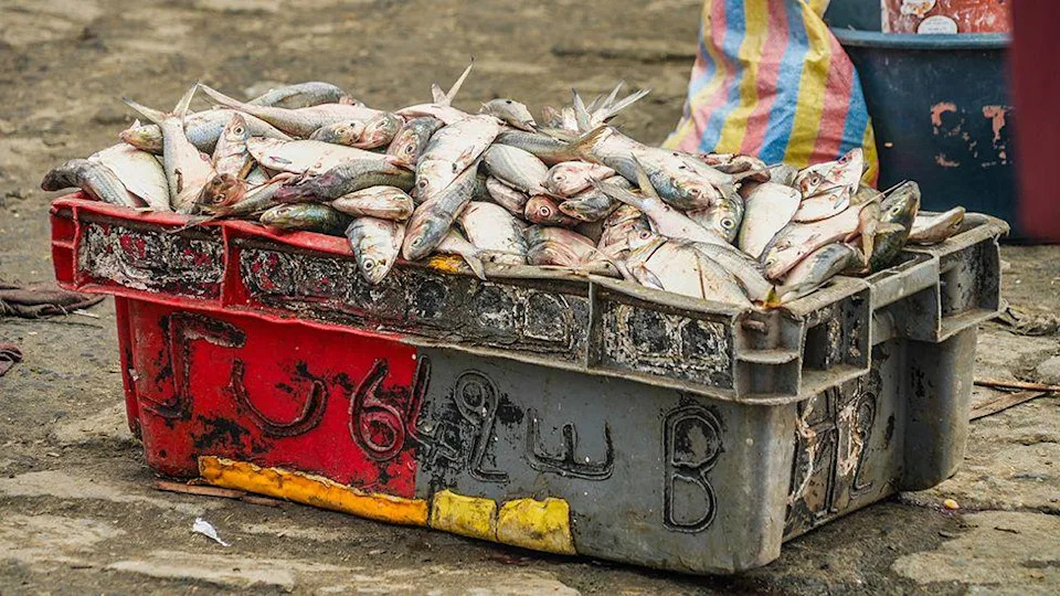 A plastic red and grey tub overflowing with freshly caught fish.