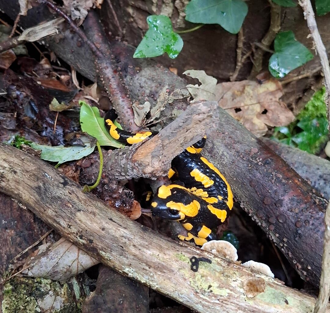 Bestes Amphibienwetter derzeit. Gleich drei Feuersalamander sind uns begegnet.