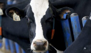Nestle Bows Out of Initiative to Reduce Dairy’s Climate Impact | The food giant has left the Dairy Methane Action Alliance, an effort to reduce greenhouse gas emissions from herds of cattle.