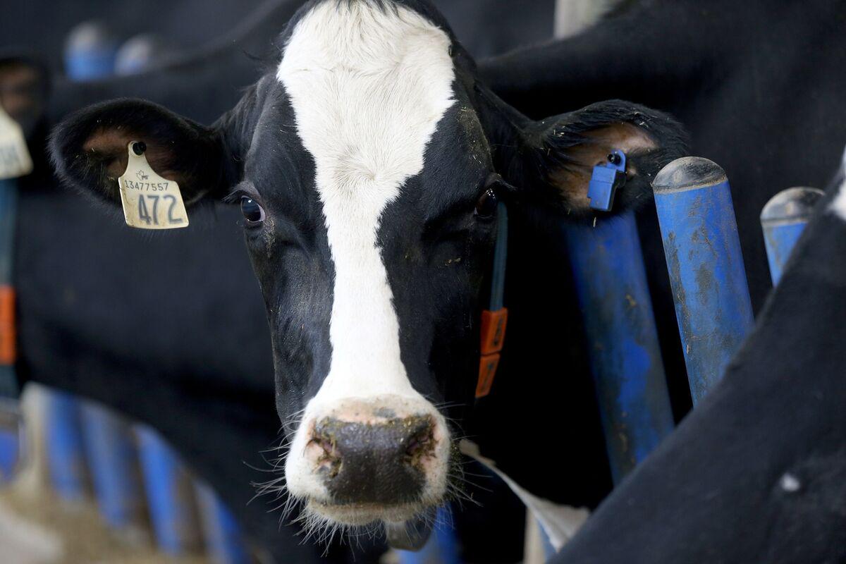 Nestle Bows Out of Initiative to Reduce Dairy’s Climate Impact | The food giant has left the Dairy Methane Action Alliance, an effort to reduce greenhouse gas emissions from herds of cattle.