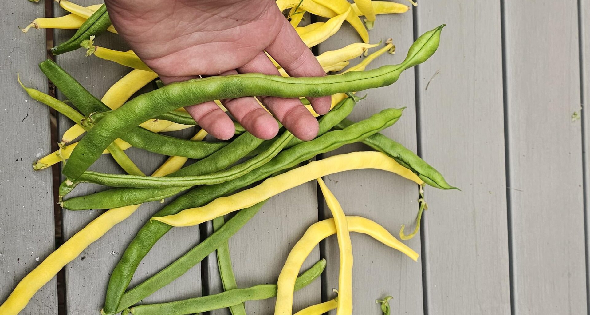 Bohnen sind deutlich größer geworden als erwartet. ...