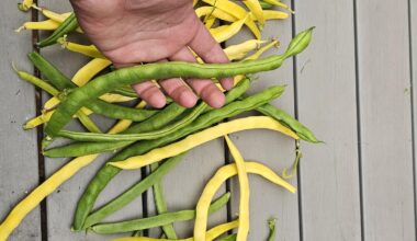 Bohnen sind deutlich größer geworden als erwartet. ...