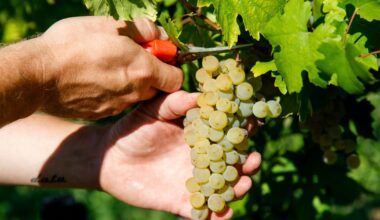 Trump’s tariffs give European wineries — and US importers — a hangover – POLITICO