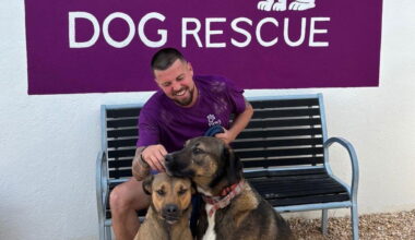 From Denmark to Spain for elderly dogs « Euro Weekly News