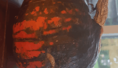 Hokkaido seltsam verfärbt