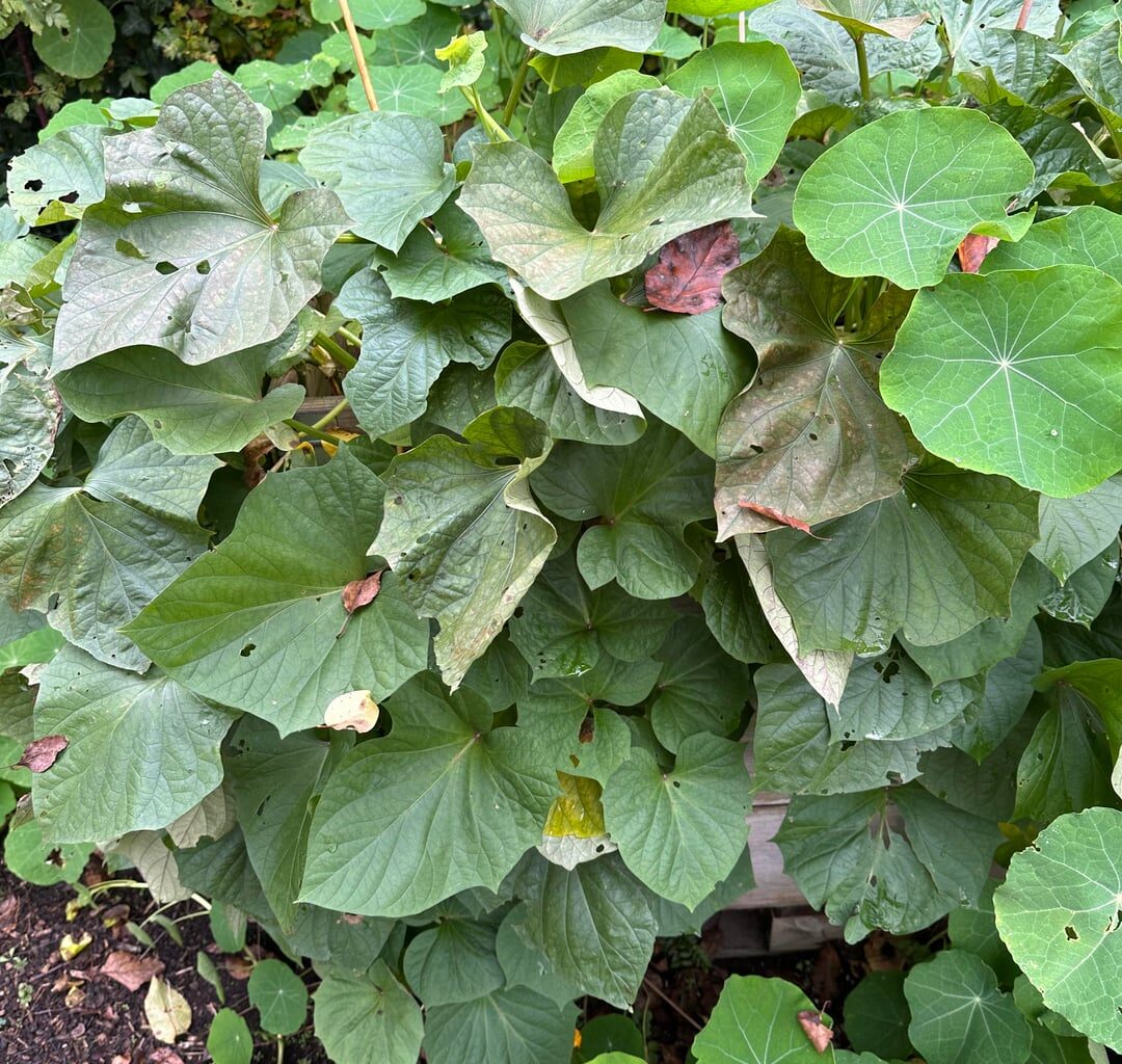 Wann Süßkartoffeln ernten und Loch
