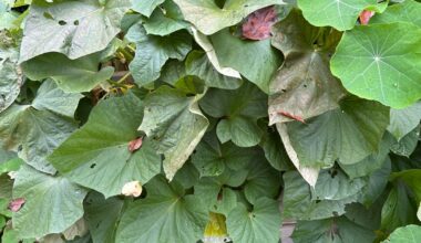 Wann Süßkartoffeln ernten und Loch