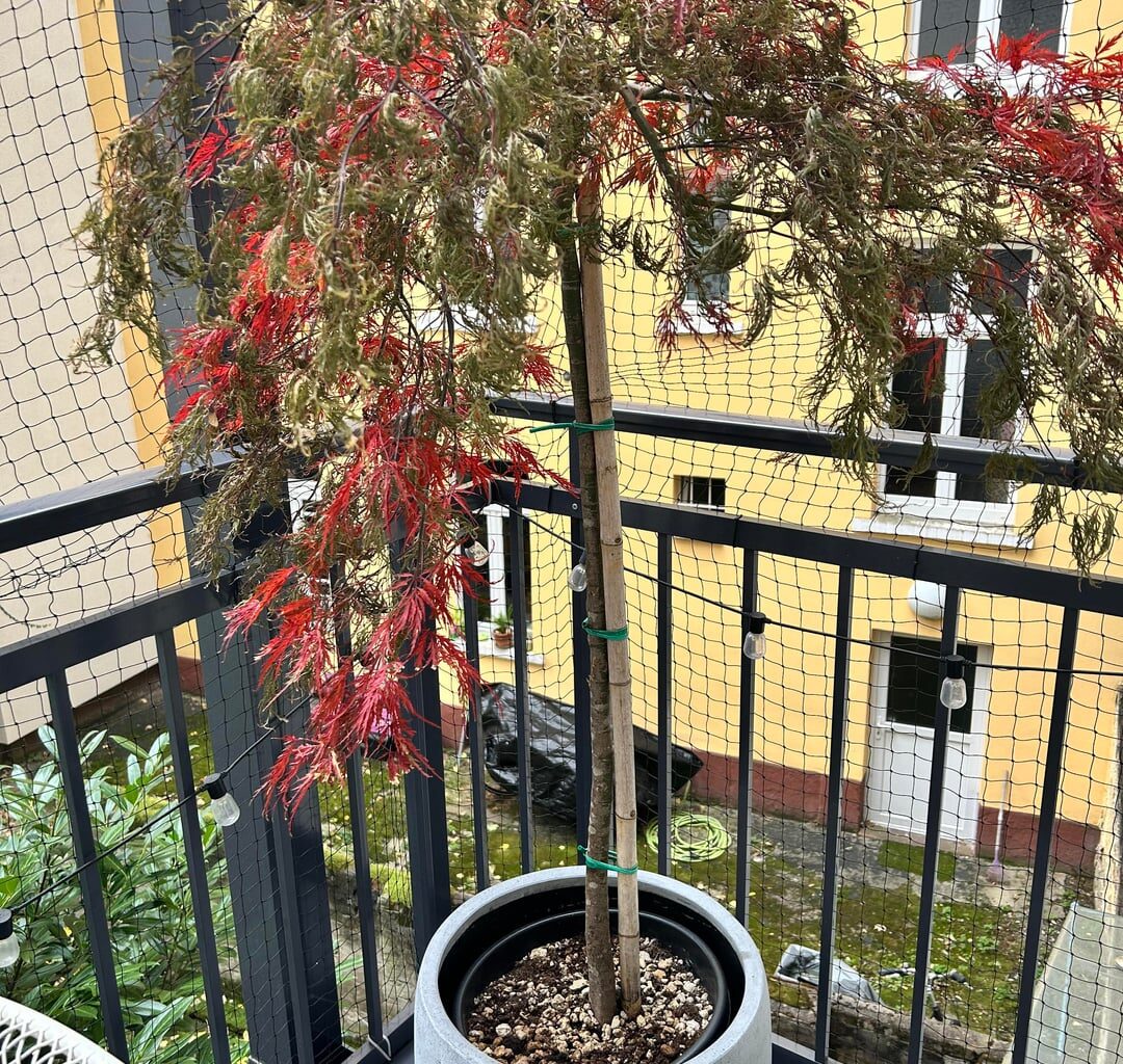 Wie rette ich diesen japanischen Ahorn?