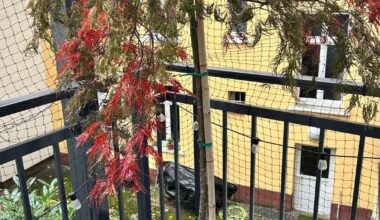 Wie rette ich diesen japanischen Ahorn?