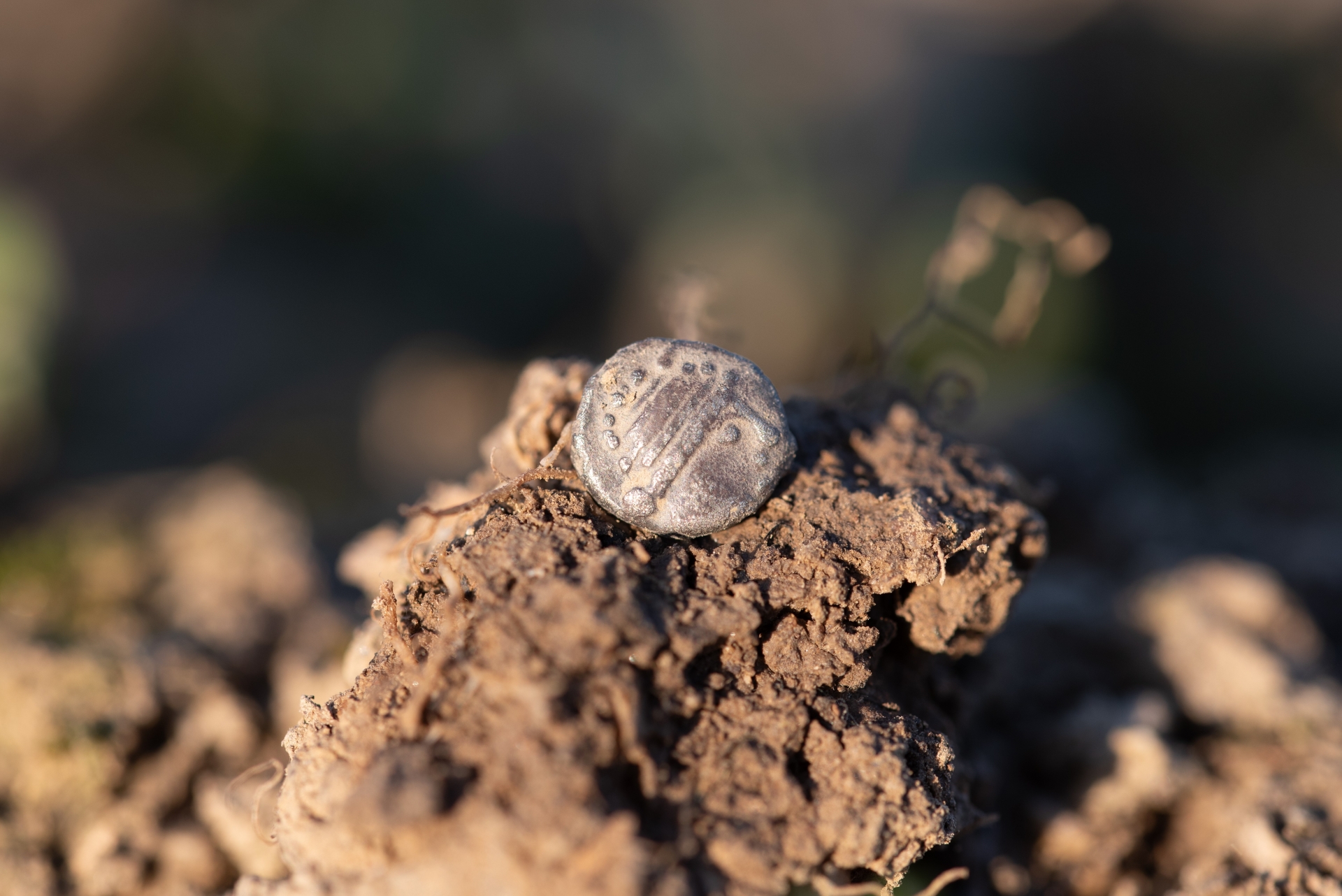 a close-up of a silver coin in the dirt