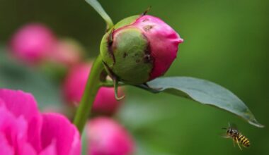 Alaska’s unexpected bounty of flowers is one more reason to love the state