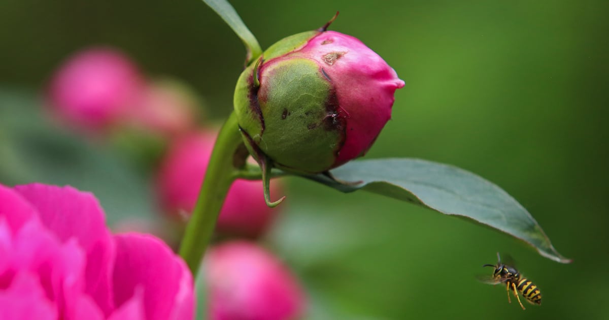 Alaska’s unexpected bounty of flowers is one more reason to love the state