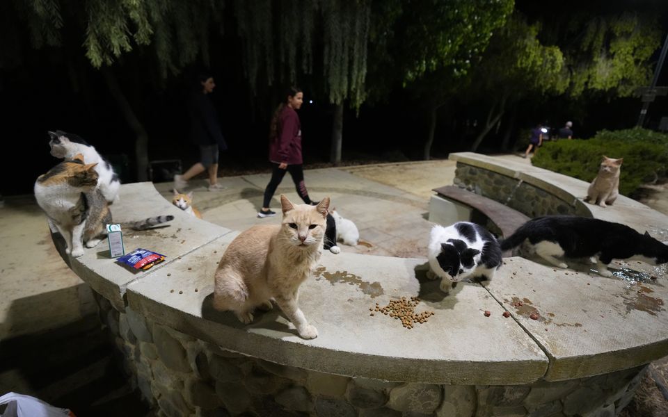 An estimated 1 million cats prowl the streets of Cyprus as officials scramble to check their numbers