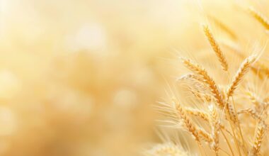 US, European wheat futures fall on ample supply outlook