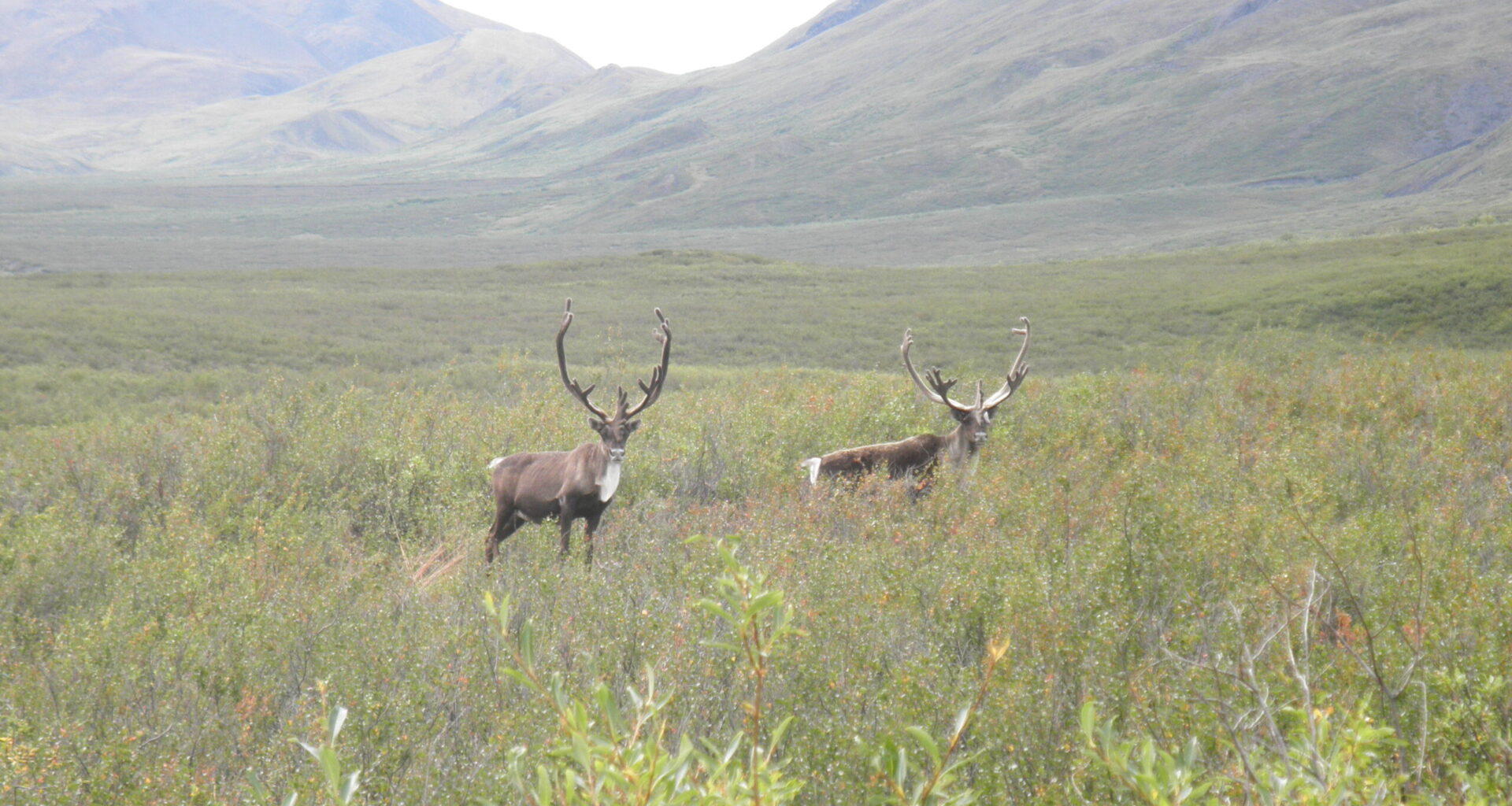 Potus Approves Controversial Ambler Road Project Over Strong Opposition (UPDATING)