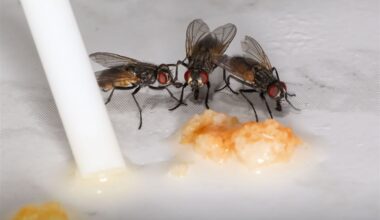 Western Pa. forecast for increasing pest activity amid climate, weather shifts