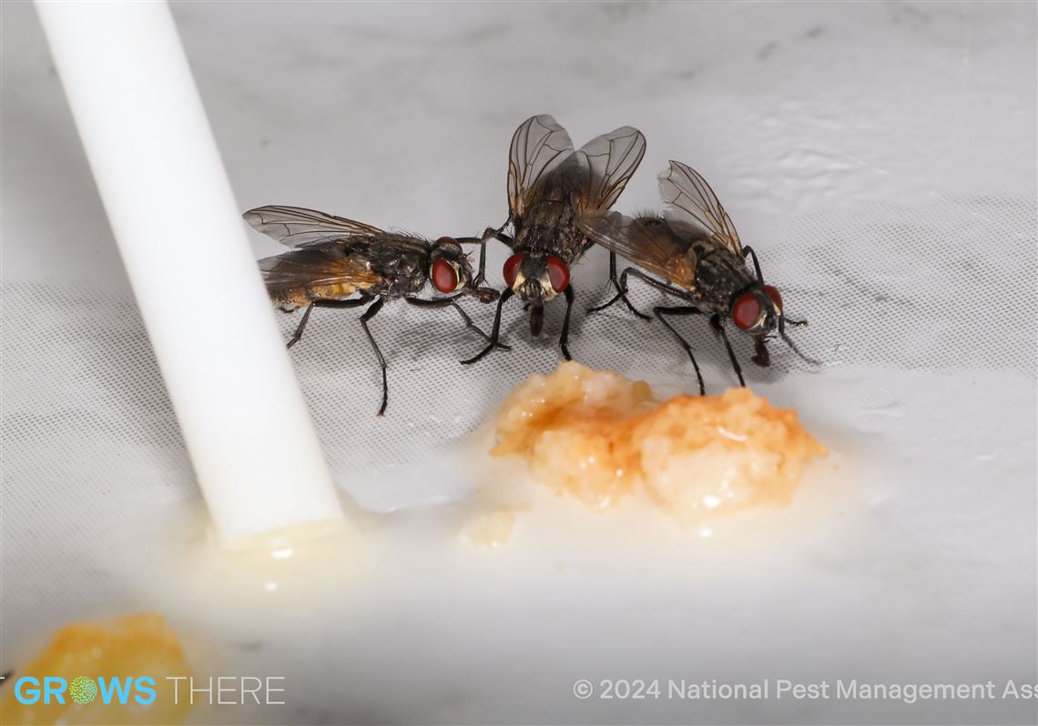 Western Pa. forecast for increasing pest activity amid climate, weather shifts