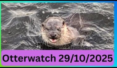 Pembroke - Otterwatch 29/10/2025