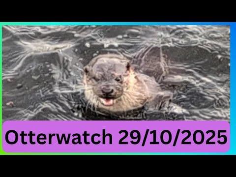 Pembroke - Otterwatch 29/10/2025