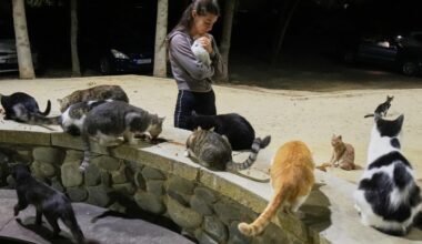 An estimated 1 million cats prowl the streets of Cyprus as officials scramble to check their numbers