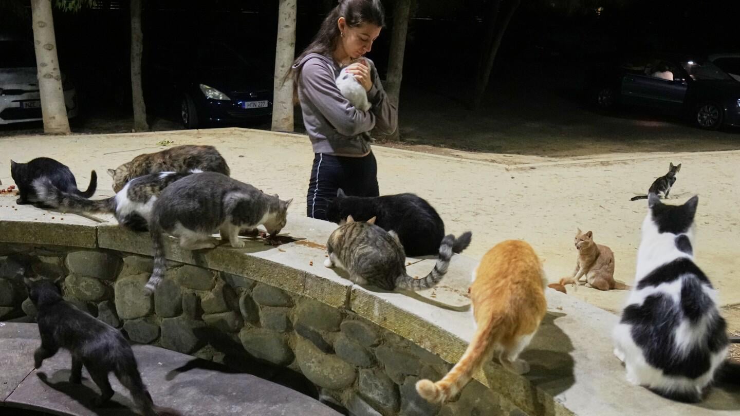 An estimated 1 million cats prowl the streets of Cyprus as officials scramble to check their numbers