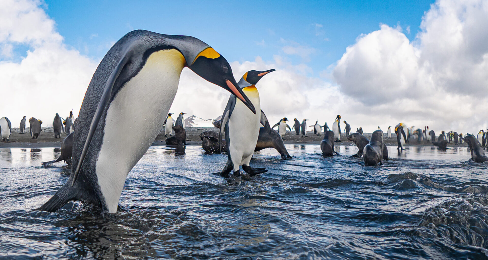 World's penguins under pressure from cumulative climate impacts