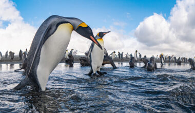 World's penguins under pressure from cumulative climate impacts