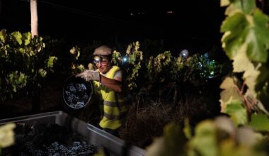 In Portugal, the cool of the night is when some vineyards harvest grapes
