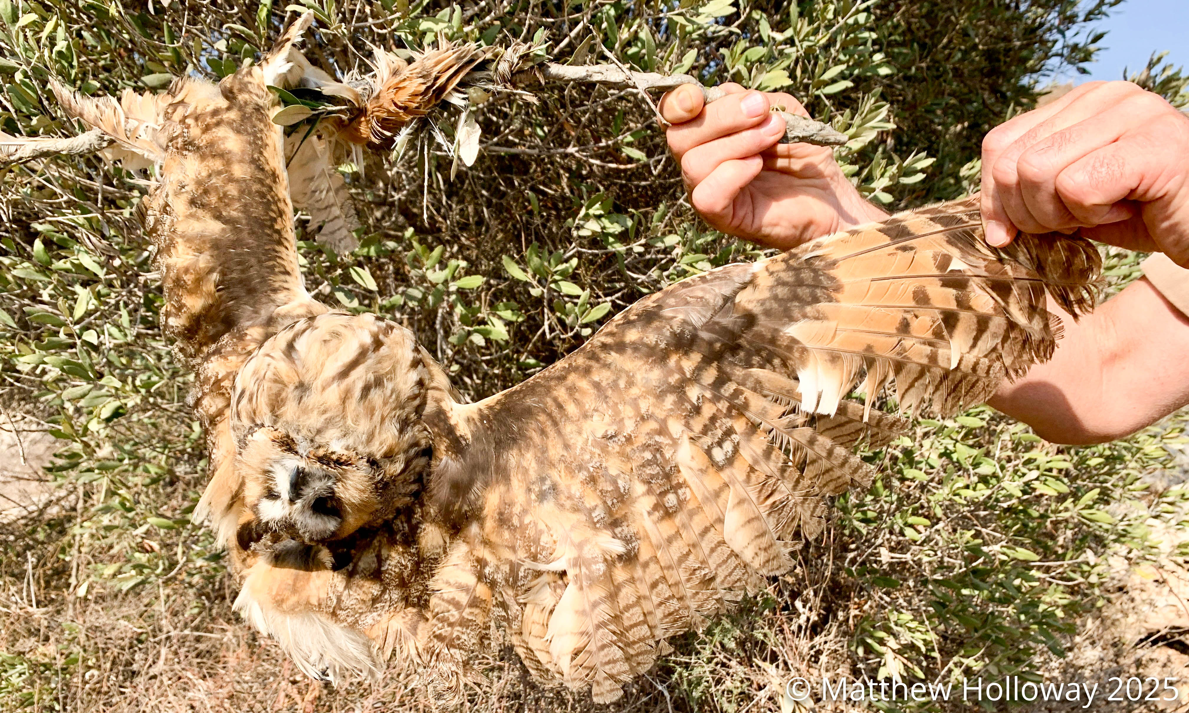 birds, trapping, trappers, environment, wildlife