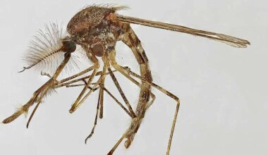 Record heat sees mosquitoes reach Iceland for the first time