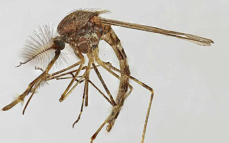 Record heat sees mosquitoes reach Iceland for the first time